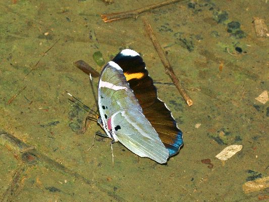 Euphaedra fulvofasciata male UNS